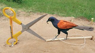 How To Make Easy Bird Trap Using Cutter - Simple Diy Creative Bird Trap That Work 100% By Smart Boy