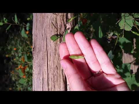 Impatiens capensis seed pod exploding in slow motion