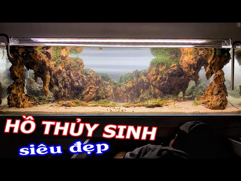 Video Thủy sinh Layout Top Thế Giới - Góc Thủy Sinh - youtube