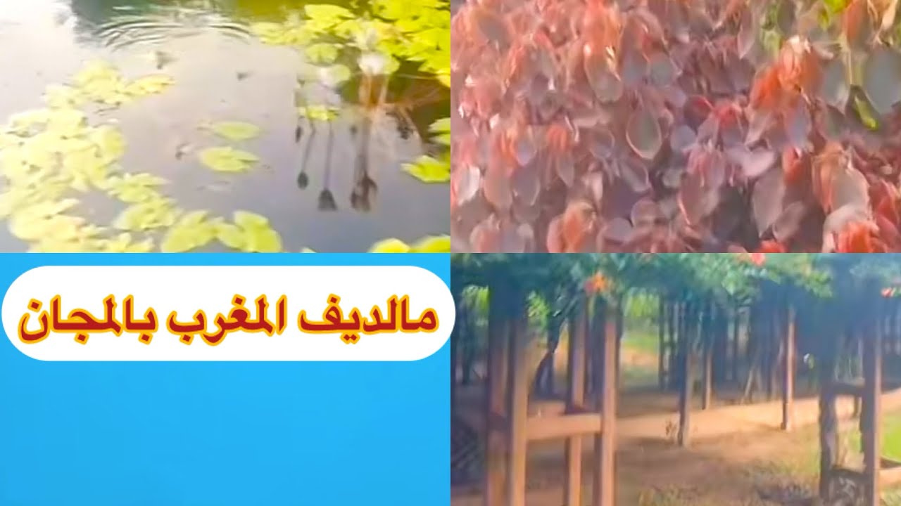فين ديو ولادكم في العطلة بالمجان منضر برونامي 