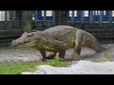crocodile galloping 🐊🕴️