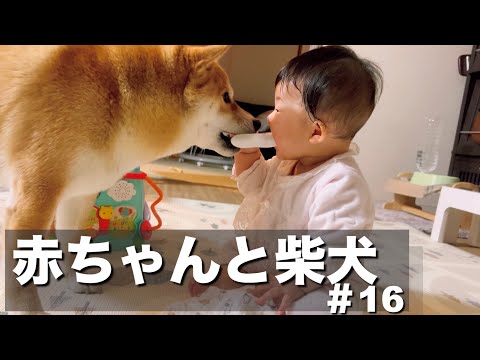 兄柴に甘えん坊な妹豆柴は、赤ちゃんのおもちゃは容赦なく強奪する