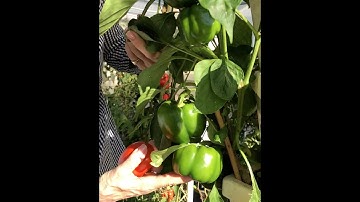 Lessons with Lela - The Dosatron Family Farm