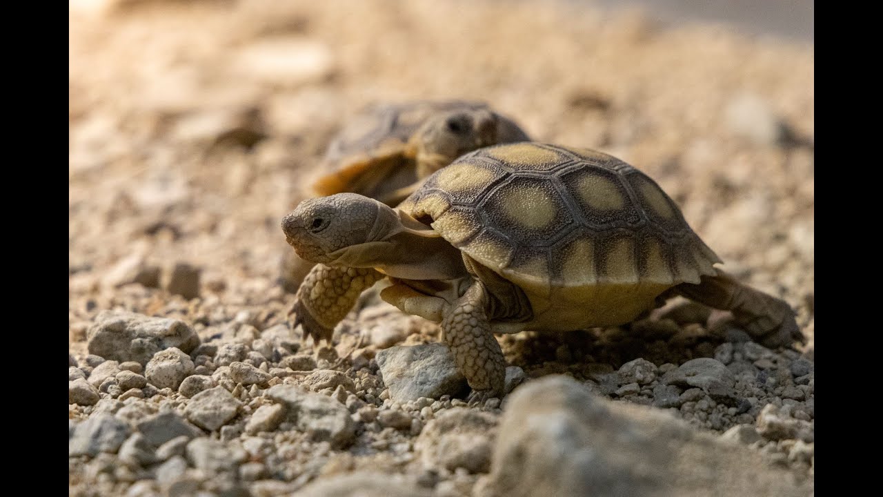 Giving Desert Tortoise Hatchlings a Headstart YouTube
