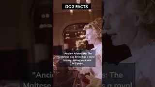 Maltese 2,000  years history, favorite by aristocrats. #shorts #dog #facts #dogs #maltese