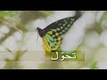 METAMORPHOSIS - Arabic