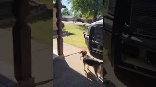 Beagle threatened by a chair