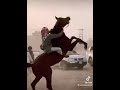الخيل عز للرجال وهيبه