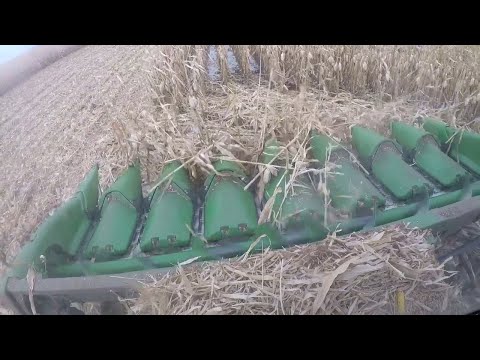 Harvesting 'downed' corn in the snow
