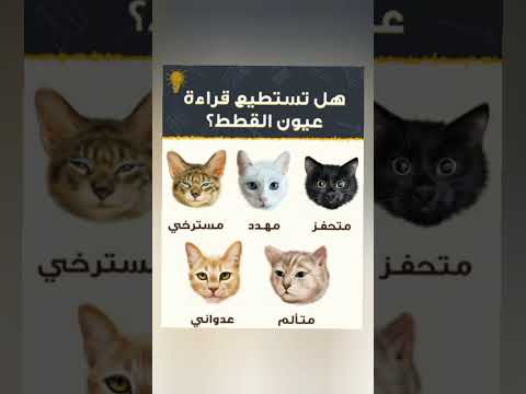 لغة عيون القطط