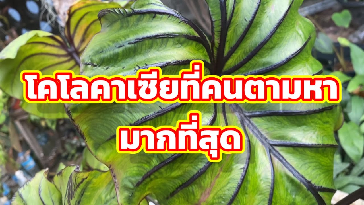 colo ราคา ถูก  Update  โคโลคาเซียที่คนตามหามากที่สุด| Colocasia