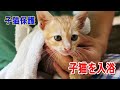 feral kitten caretaker【子猫保護】保護した野良猫の汚れを落とすためにシャンプーしました