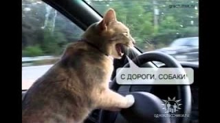 СИБИРСКИЙ КОТ ГРИШКА путешественник. СИБИРСКИЙ КОТ ГРИШКА путешественник.