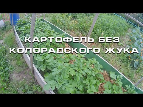 Картофель без колорадского жука