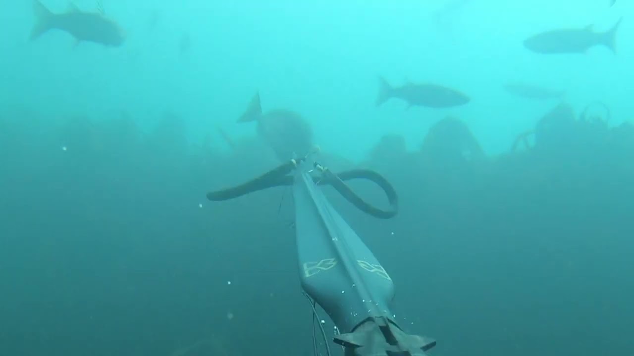 4 Bream Spearfishing in Dorset, in the UK