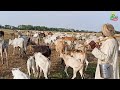 हर साल सोनभद्र की पहाड़ी गाय चारा पानी की तलाश में लंबी यात्रा कर मैदानी क्षेत्र में आती है | Cow&#39;s