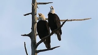 Bald Eagles Calling ~ Stanley Park, Vancouver