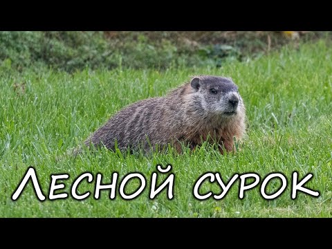 Лесной сурок