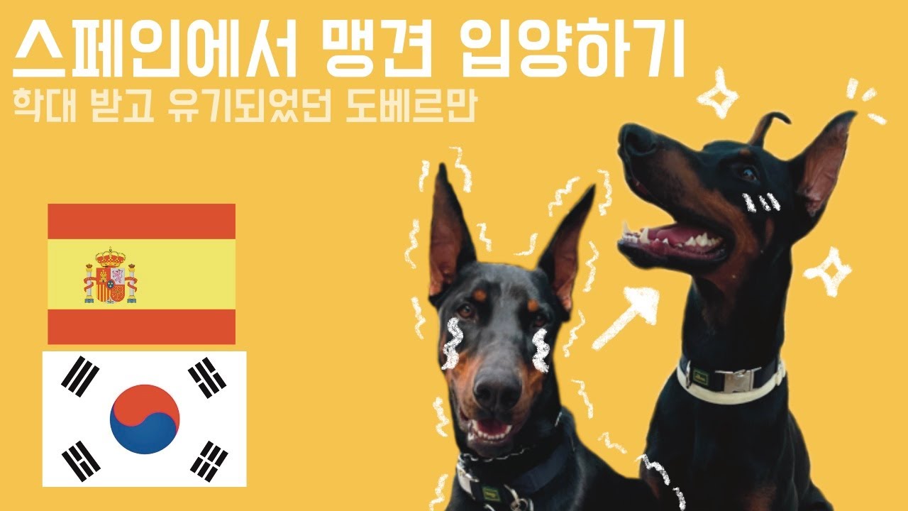 스페인에서 유기견 입양하기 Adopting a rescued dog in Spain YouTube