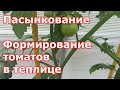 Пасынкование томатов. Формирование индетерминантных томатов в теплице в один и два ствола.