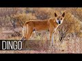 DINGO is Australia&#39;s premier predator that terrifies kangaroos and wild boars