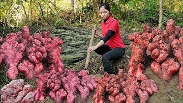 Amazing Harvesting Giant Yams - Over 100Kg - Woman Goes To Sell at Local Market | Loc harvest