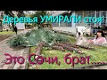 Варварская вырубка деревьев у Приморской. Сочи. Деньги решают всё!