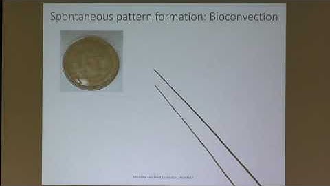 Dr. Rachel Bearon | Continuum models for motile cells in shear flow