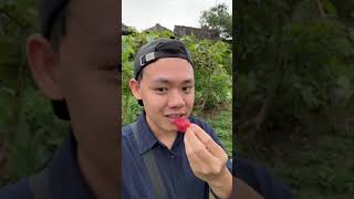 Tanam Strawberry - Tiktok Susanto Gouw