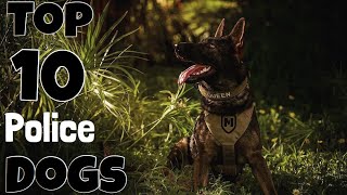 TOP 10 POLICE DOG BREEDS