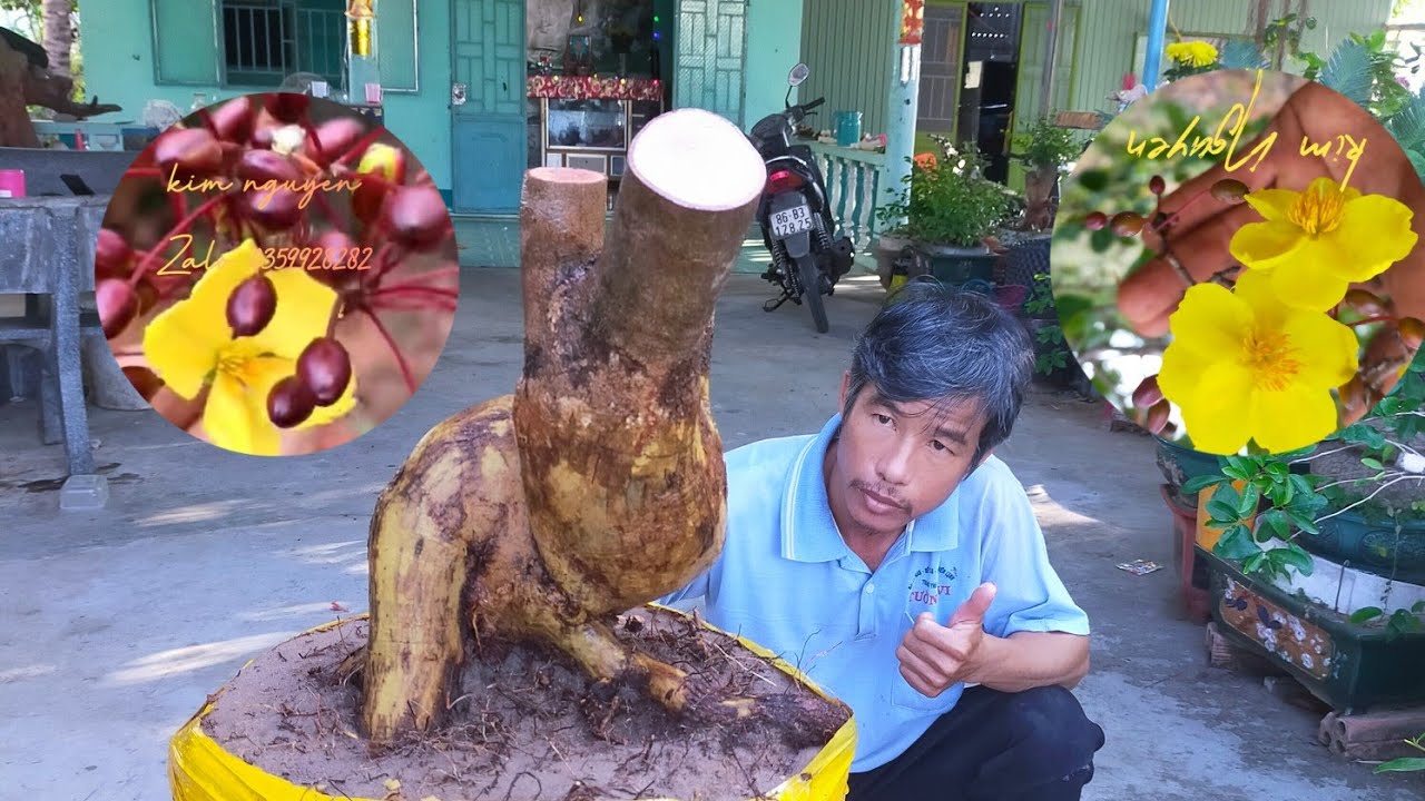 7/3_2 phôi mai cat(ae qtam LH 0359928282)