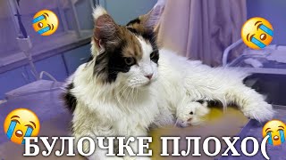 ФИСПЕКТ ПРО СИТУАЦИЮ С ЕГО КОШКОЙ | FISPECKT