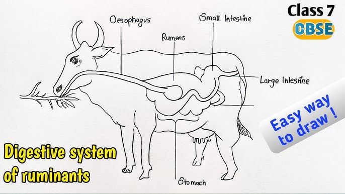 How do ruminants digest?  OpenLearn - Open University