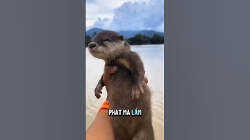 Tìm hiểu về loài rái cá #shorts