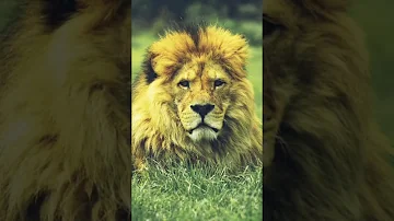 خلفية أسد Mp3