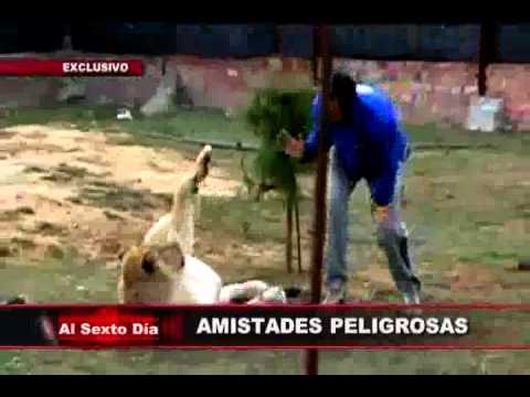 animales salvajes lista Amistades peligrosas: las más insólitas relaciones entre humanos y animales