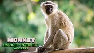 Monkey | The Documentary of Monkey | Amazingly Intelligent Monkeys