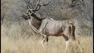 Антилопа куду - Antelope kudu (Энциклопедия животных)