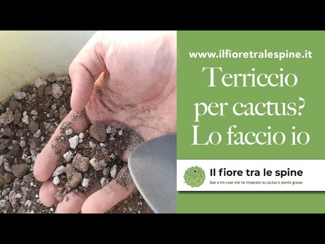 Tipi e composizione del giusto terriccio per piante