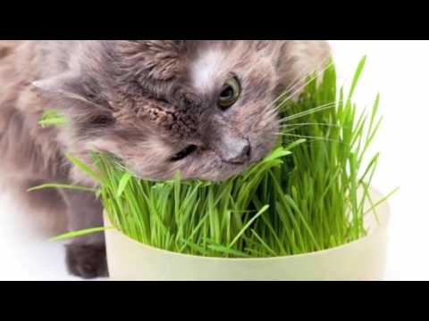 วีดีโอ: ทำไมแมวถึงกินหญ้า?