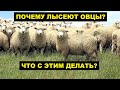 Почему лысеют овцы и едят шерсть? Овцеводство | Болезни и лечение овец