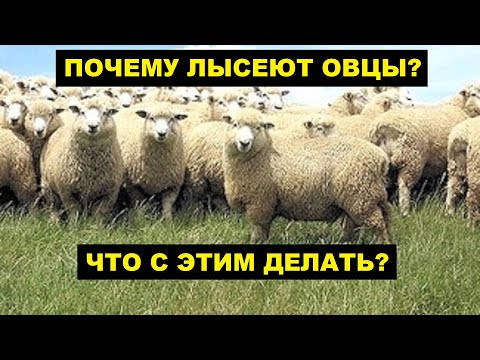 Видео: Почему у овец растет шерсть?