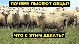 Почему лысеют овцы и едят шерсть? Овцеводство | Болезни и лечение овец