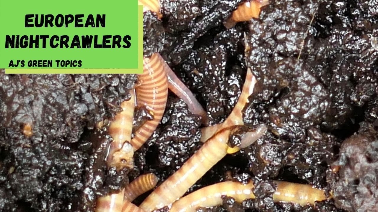 🔥NEW PRODUCT🔥 European Nightcrawler Grow Your Own Fishing Worms