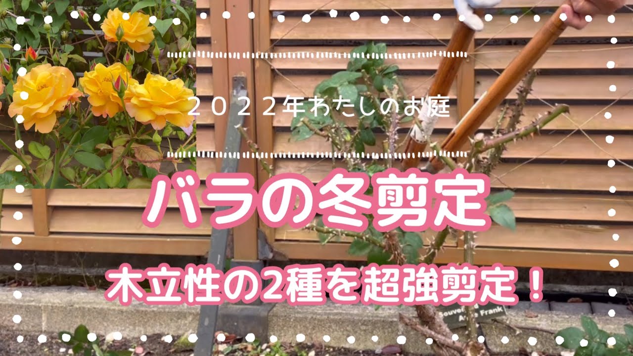 【冬剪定②】スヴニールドゥアンネフランクと樹齢50年以上のバラをバッサリ　切り過ぎたかな？でもきっと大丈夫！なっちゃんの庭