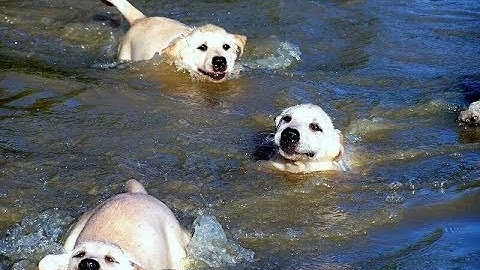 Labrador Father Teaches Puppies To Swim ADORABLE!!