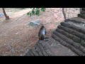 Affe bei Sigiriya (7.7.12, Sri Lanka)