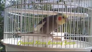 Ocehan Falk Si Parkit Australia Untuk Tes Mental Burung Kicau Lainnya