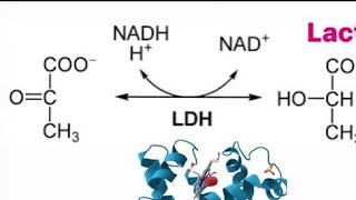 Biochemistry | anaerobic metabolism, lactate dehydrogenase mechanism