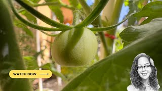 Tomatoes Are Now Bearing | Progress 28